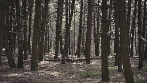 The camera moves forward through the wild forest Vídeo Stock 108501425