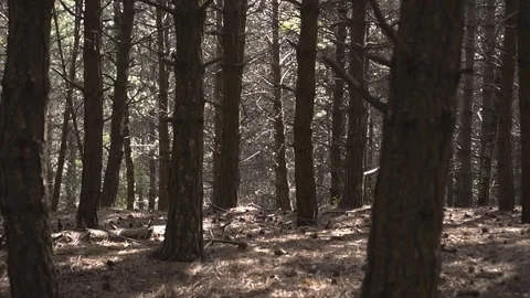 The camera moves forward through the wild forest Stock Footage 108501611