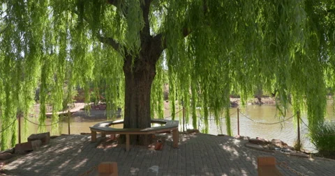 Camera moves forward under a large weeping willow tree. Stock Footage 200806851