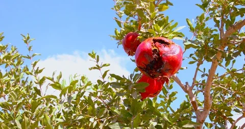 Camera moves forward under the tree with overripe pomegranates Stock Footage 116441603