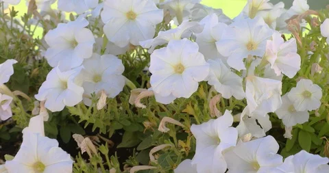 The camera moves forward into white decorative petunia 스톡 동영상 116441715