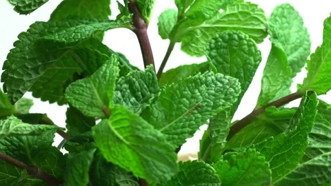 Camera moves on fresh mint Stock Footage 69780620