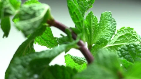 Camera moves on fresh mint Stock Footage 69780977
