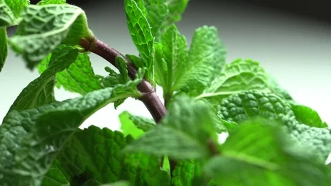 Camera moves on fresh mint Video stock 69784236