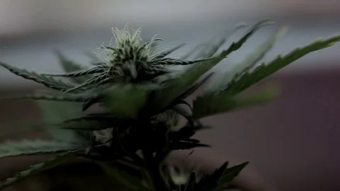 Camera moves from hemp bush Stock Footage 104518925