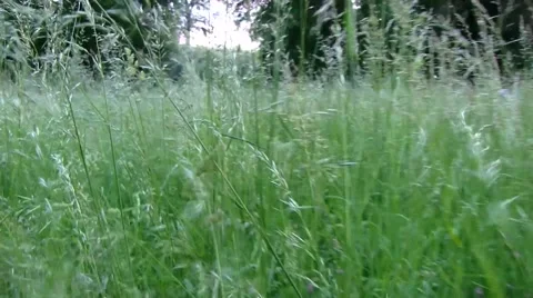 Camera moves on the high grass, illusion of the motion of the man Stock Footage 53102551