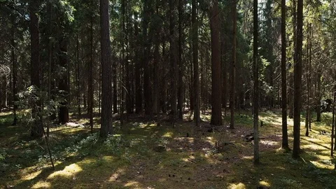 The camera moves inside the forest Stock Footage 116814632