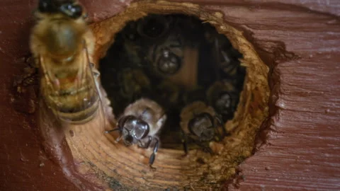 The camera moves inside the hive or swarm. An insect in a small hole in the wall Stock Footage 307631239