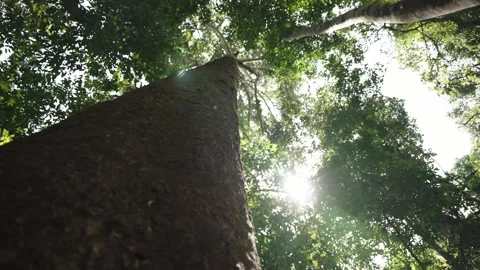 Camera moves in jungle rain forest along the trunks of giant trees and the rays Video stock 249471361