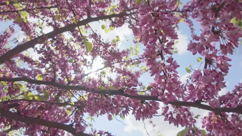 Camera moves to the left along the branch covered with pink-purple flowers  Stock Footage 310751170