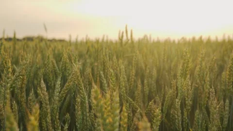 The camera moves from left to right along a field of golden wheat at sunset Video stock 246944368