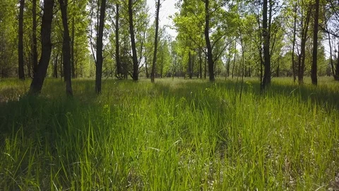 Camera moves low in a deciduous forest in the summer on a sunny day. Stock-Footage 112763909