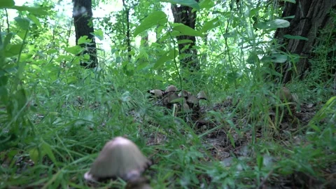 Camera moves low over the surface ground between group ink cap mushroom forest. Vidéo 228234777