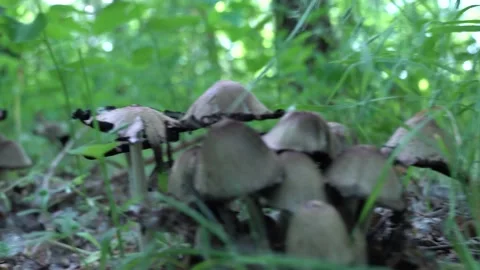 Camera moves low over the surface ground between group ink cap mushroom forest. 스톡 동영상 228234956