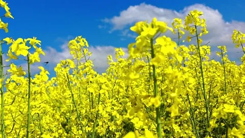 Camera moves low through blooming rapeseed field, clear blue sky in a wide .. Video stock 342065577