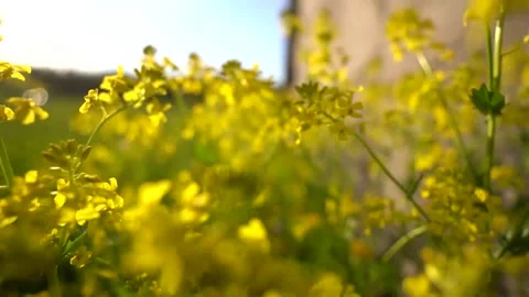 The camera moves low through green grass and dandelions, focusing on new details Stock Footage 142400816