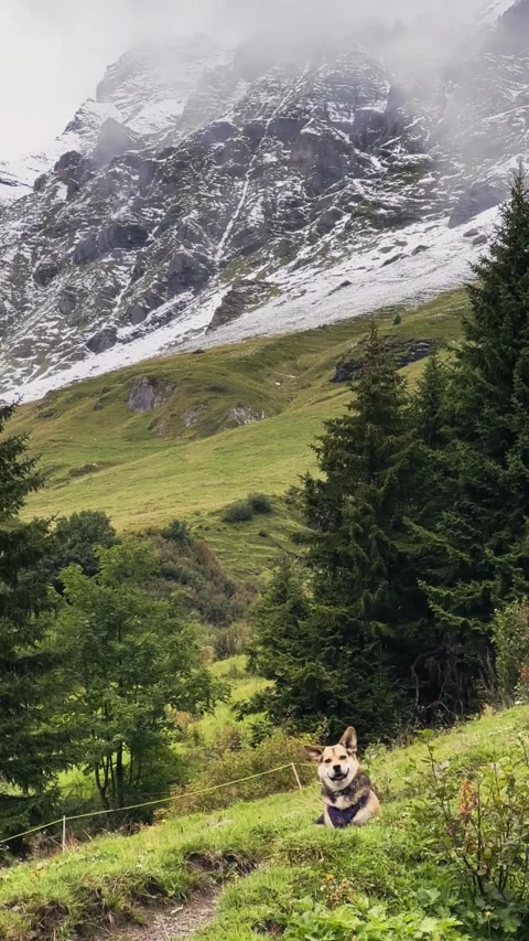 Camera Moves from Mountains Down to Resting Dog. Stock Footage 328462263