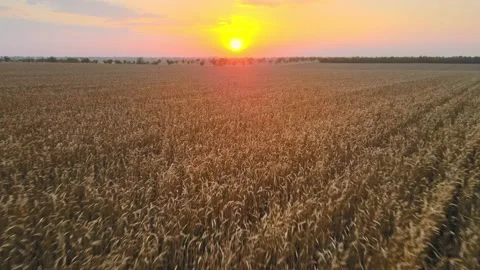 The camera moves over the ears of wheat in a wheat field during sunset The Stock Footage 158211886