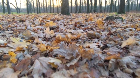 The Camera Moves Over Fallen Autumn Leaves In The Woods Stock Footage 322008706