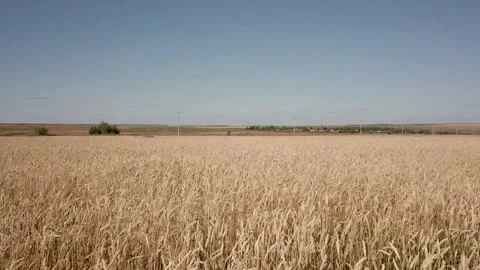 Camera moves over the field with ripe ears Stock Footage 167909126