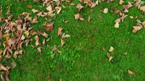 The camera moves over the grass, leaves scatter from the wind. Stock Footage 139114926