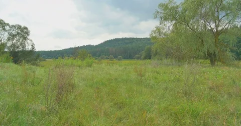 The camera moves over the grass on the meadow. Cloudy Stock Footage 79857367