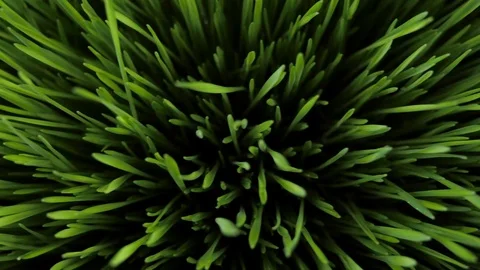 The camera moves over green grass Nature 4k Stock Footage 87221932
