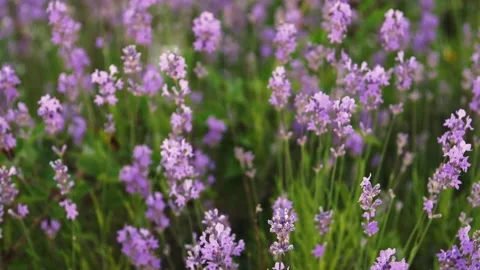 The camera moves over a lavender bush. Flowers close up in the sun. Summer Stock Footage 258753887