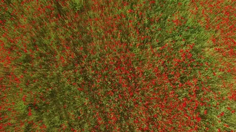 The camera moves over the red buds of flowers. bird's eye view. Stock Footage 90962599
