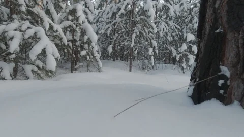 Camera moves over the snow in the winter forest Stock Footage 130134859