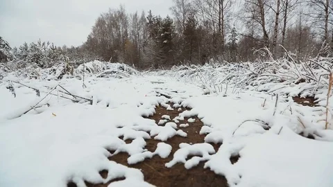 Camera moves over the snowy road in forest Stock Footage 82753775