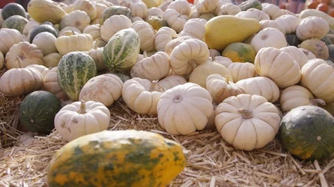 Camera moves over various gourds and pumpkins at harvest time Видео 93485859
