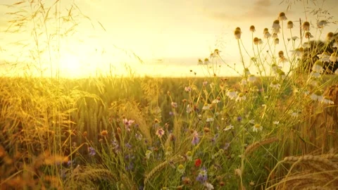 The camera moves up over a wheat field with wildflowers and poppies. Stock Footage 347801984
