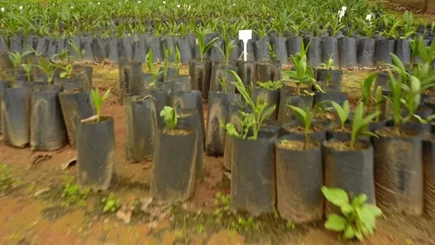 Camera moves over young coyol / macauba palm tree plants on an oil Stock Footage 101690123