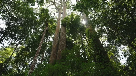 Camera moves with a panoramic movement from the bottom up in a tropical rain Stock Footage 245985765
