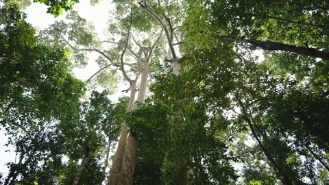 Camera moves with a panoramic round movement in a tropical rain forest with the Video stock 246478778