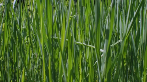 The camera moves parallel to the tall green grass Stock-Footage 154618347