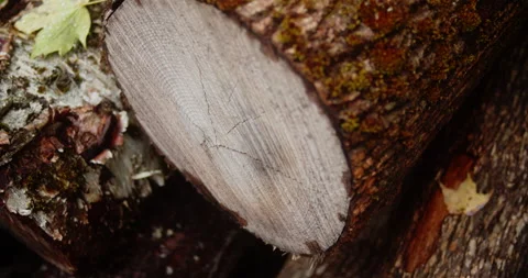 Camera moves past the cut end of a piece of lumber Stock Footage 161905164
