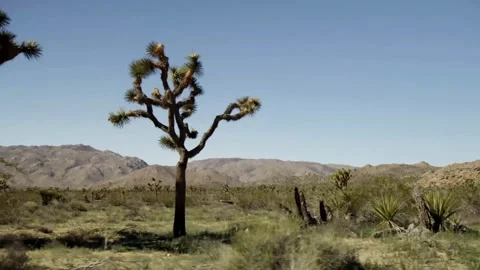 Camera moves past Joshua tree in desert landscape setting Stock Footage 329667689