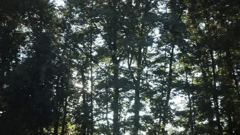 The camera moves past the tree through which the sun shines, forest woods nature Stock Footage 94237685