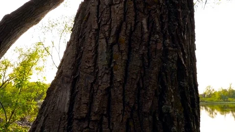 The camera moves past the trees through the sun's rays Stock Footage 76758547