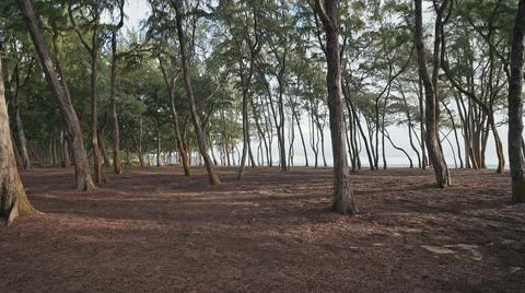 Camera moves in rainforest through trees. Wild beach on tropical island Oahu Stock Photos
