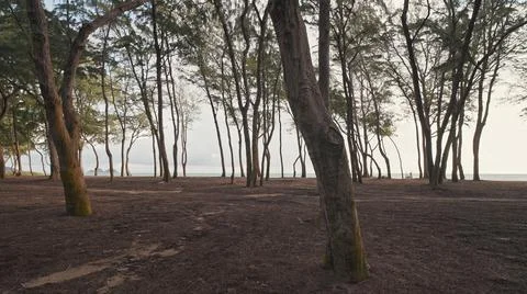 Camera moves in rainforest through trees. Wild beach on tropical island Oahu Stock Photos