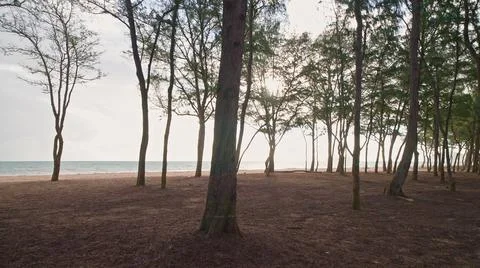 Camera moves in rainforest through trees. Wild beach on tropical island Oahu Фото