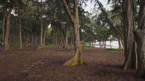 Camera moves in rainforest through trees. Wild beach on tropical island Oahu Stock Photos