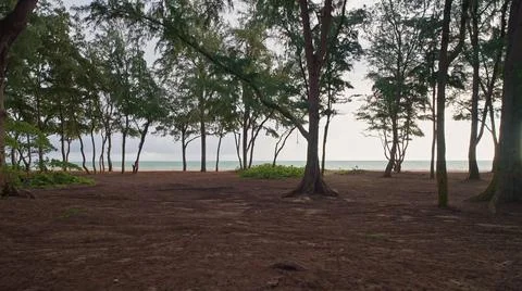 Camera moves in rainforest through trees. Wild beach on tropical island Oahu Stock Photos