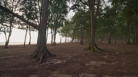 Camera moves in rainforest through trees. Wild beach on tropical island Oahu Stock Photos