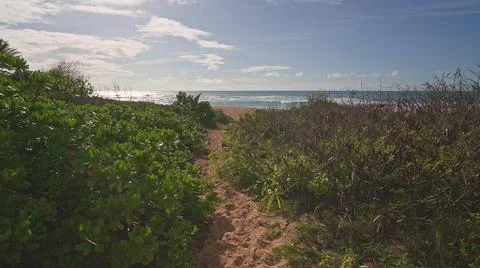 Camera moves in rainforest through trees. Wild beach on tropical island Oahu Stock Photos