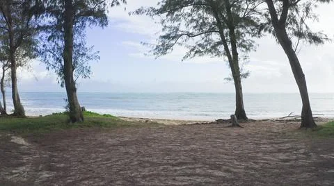 Camera moves in rainforest through trees. Wild beach on tropical island Oahu Stock Photos