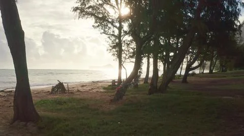 Camera moves in rainforest through trees. Wild beach on tropical island Oahu Stock Photos